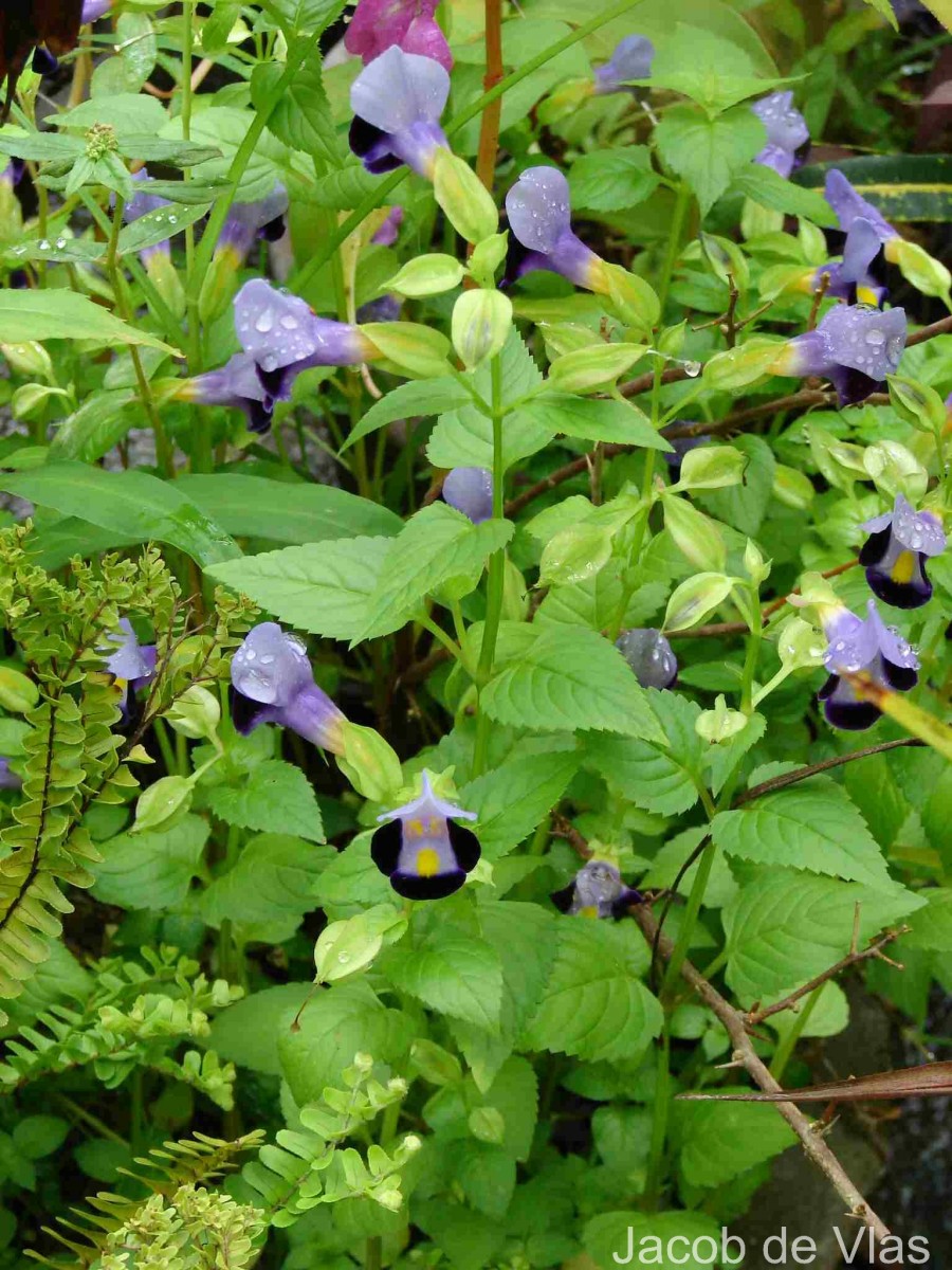 Torenia fournieri Linden ex E.Fourn.